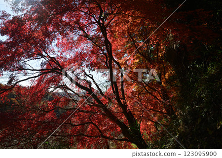 觀音山梅村 2024-12-1 #71 觀音山梅村 2024-12-1 #71 123095900