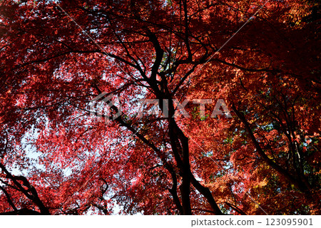 觀音山梅村 2024-12-1 #72 觀音山梅村 2024-12-1 #72 123095901