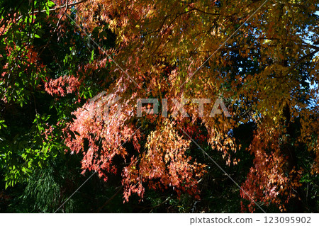 觀音山梅村 2024-12-1 #73 觀音山梅村 2024-12-1 #73 123095902