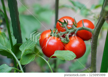 Split cherry tomatoes 123095999