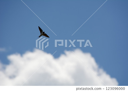 Swallow flight / swallow Japan 123096000