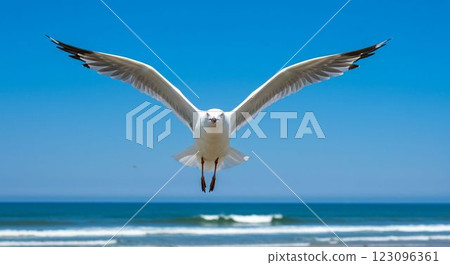 seagull 123096361
