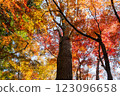 Kamakura: Shishimai Valley in autumn with red leaves 123096658