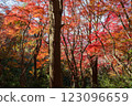 Kamakura: Shishimai Valley in autumn with red leaves 123096659