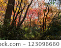 Kamakura: Shishimai Valley with autumn leaves 123096660