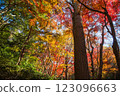 Kamakura: Shishimai Valley in autumn with red leaves 123096663