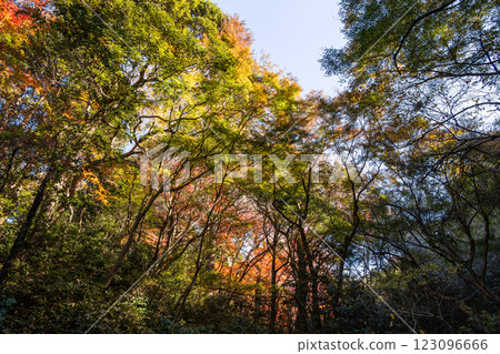 鎌倉：秋季紅葉的獅子舞谷 123096666