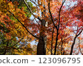 Kamakura: Shishimai Valley in autumn with red leaves 123096795