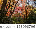 Kamakura: Shishimai Valley in autumn with red leaves 123096796
