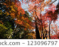 Kamakura: Shishimai Valley in autumn with red leaves 123096797