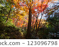 Kamakura: Shishimai Valley in autumn with red leaves 123096798