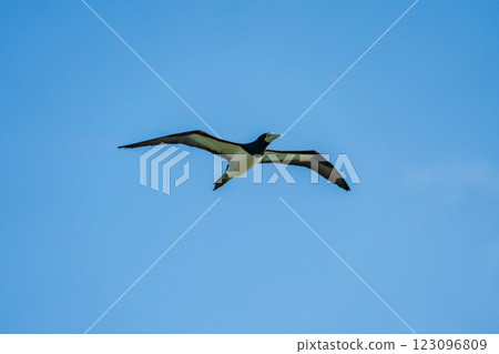 Gannet, Ogasawara, Tokyo Gannet, Ogasawara, Tokyo 123096809