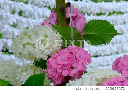 Hydrangea of a water shop 123097072