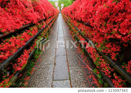 Kirishima azaleas and the approach to Nagaoka Tenjin Shrine Kirishima azaleas and the approach to Nagaoka Tenjin Shrine 123097365