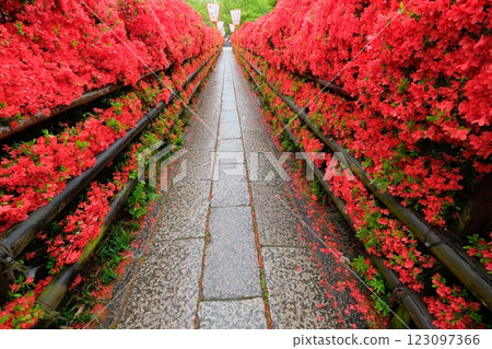 Kirishima azaleas and the approach to Nagaoka Tenjin Shrine Kirishima azaleas and the approach to Nagaoka Tenjin Shrine 123097366