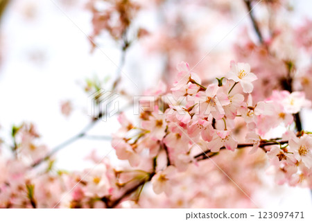 14日，吉野櫻花盛開 123097471