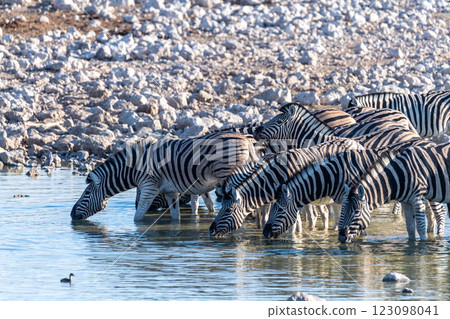 Zebras in Etosha 123098041