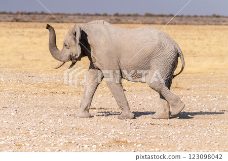 elephant running across the desert elephant running across the desert 123098042