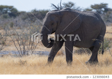 An African Elephant grazing in Etosha 123098043