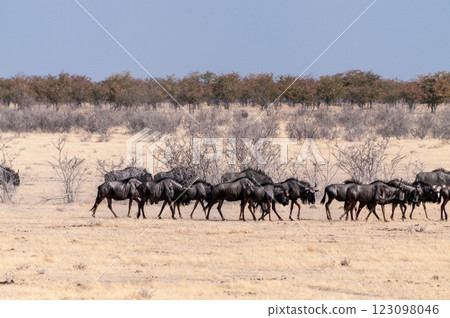 A Herd of blue wildebeest in Etosha A Herd of blue wildebeest in Etosha 123098046