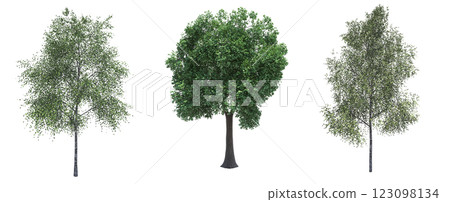 deciduous tree, isolate on a transparent background, 3d illustration 123098134