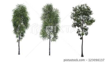 deciduous tree, isolate on a transparent background, 3d illustration 123098137