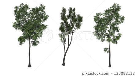 deciduous tree, isolate on a transparent background, 3d illustration 123098138