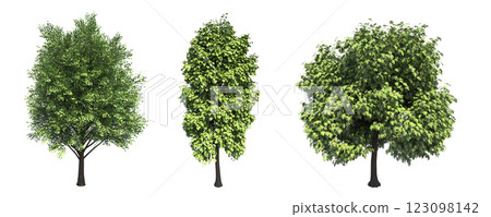 deciduous tree, isolate on a transparent background, 3d illustration 123098142