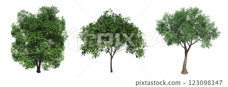 deciduous tree, isolate on a transparent background, 3d illustration 123098147