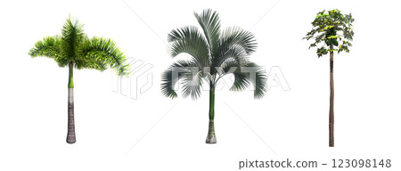 deciduous tree, isolate on a transparent background, 3d illustration 123098148