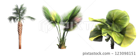deciduous tree, isolate on a transparent background, 3d illustration 123098151
