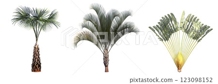 deciduous tree, isolate on a transparent background, 3d illustration deciduous tree, isolate on a transparent background, 3d illustration 123098152