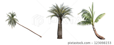 deciduous tree, isolate on a transparent background, 3d illustration 123098153