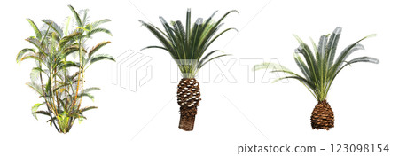 deciduous tree, isolate on a transparent background, 3d illustration 123098154