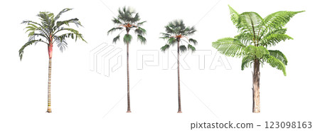 deciduous tree, isolate on a transparent background, 3d illustration deciduous tree, isolate on a transparent background, 3d illustration 123098163