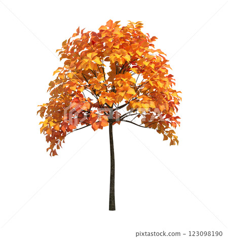 autumn tree, isolate on a transparent background, 3d illustration 123098190