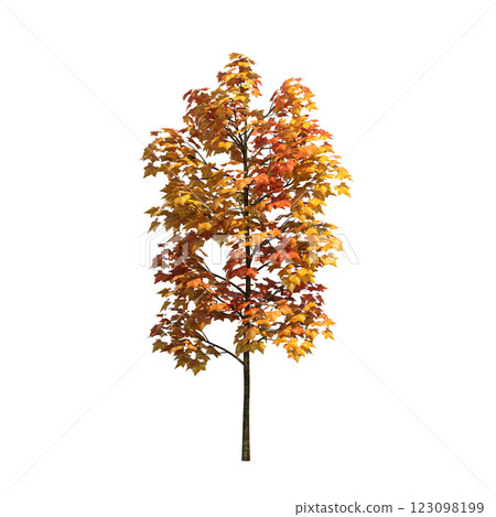 autumn tree, isolate on a transparent background, 3d illustration autumn tree, isolate on a transparent background, 3d illustration 123098199