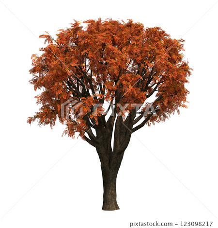 autumn tree, isolate on a transparent background, 3d illustration autumn tree, isolate on a transparent background, 3d illustration 123098217