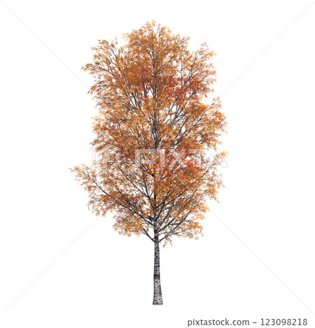 autumn tree, isolate on a transparent background, 3d illustration autumn tree, isolate on a transparent background, 3d illustration 123098218