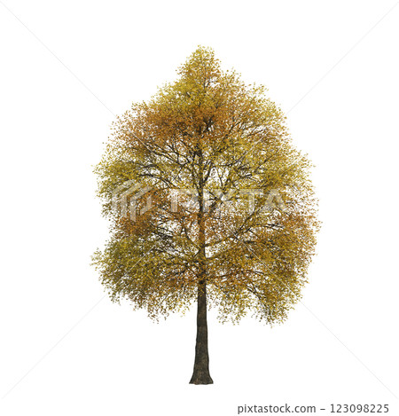 autumn tree, isolate on a transparent background, 3d illustration autumn tree, isolate on a transparent background, 3d illustration 123098225