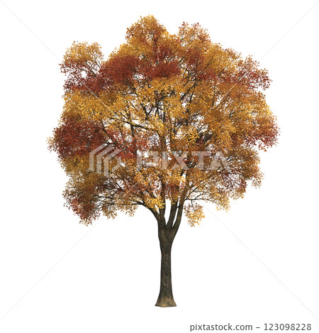 autumn tree, isolate on a transparent background, 3d illustration autumn tree, isolate on a transparent background, 3d illustration 123098228