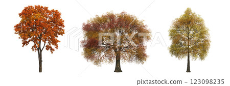 autumn tree, isolate on a transparent background, 3d illustration 123098235
