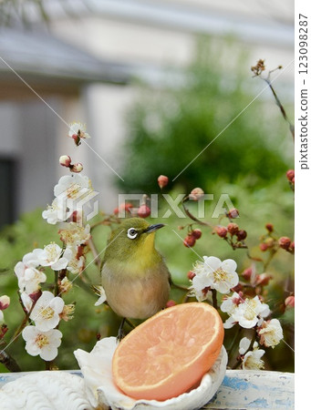 繡眼鳥一邊吃著橘子,一邊感受著梅花的春意。 繡眼鳥一邊吃著橘子,一邊感受著梅花的春意。 123098287