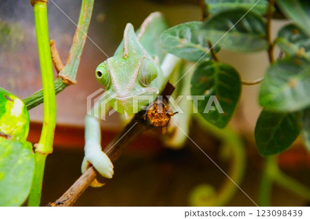 Chameleons at North Safari Sapporo 123098439