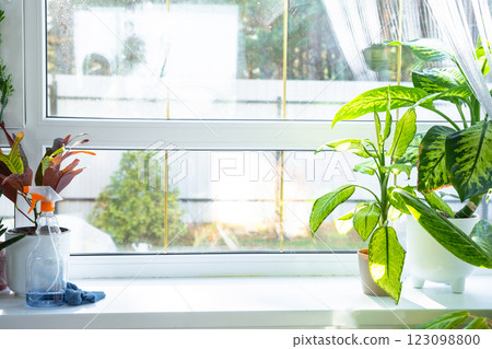 Window cleaning products are lying on the windowsill with a rag, spray, detergent. Spring cleaning in the house, cleaning service Window cleaning products are lying on the windowsill with a rag, spray, detergent. Spring cleaning in the house, cleaning service 123098800