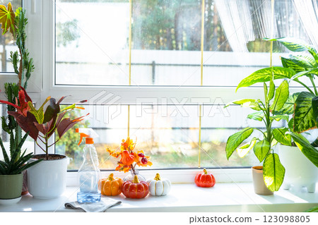 Pumpkin decor and window cleaning products are lying on windowsill with rag, spray inside interior with home plants on windowsill. Restoring order and cleanliness in autumn, cleaning servise 123098805
