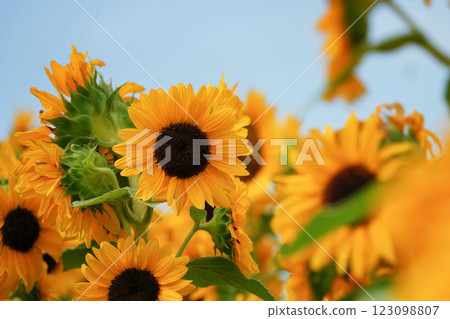 Gorgeous blooming sunflowers 123098807