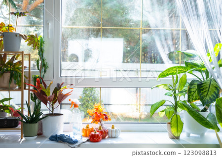 Pumpkin decor and window cleaning products are lying on windowsill with rag, spray inside interior with home plants on windowsill. Restoring order and cleanliness in autumn, cleaning servise Pumpkin decor and window cleaning products are lying on windowsill with rag, spray inside interior with home plants on windowsill. Restoring order and cleanliness in autumn, cleaning servise 123098813