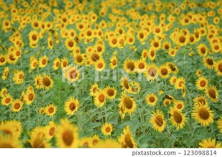 Sunflower field in full bloom Sunflower field in full bloom 123098814