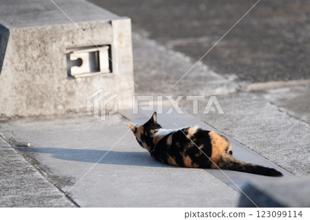 躺在街上的印花布貓 躺在街上的印花布貓 123099114